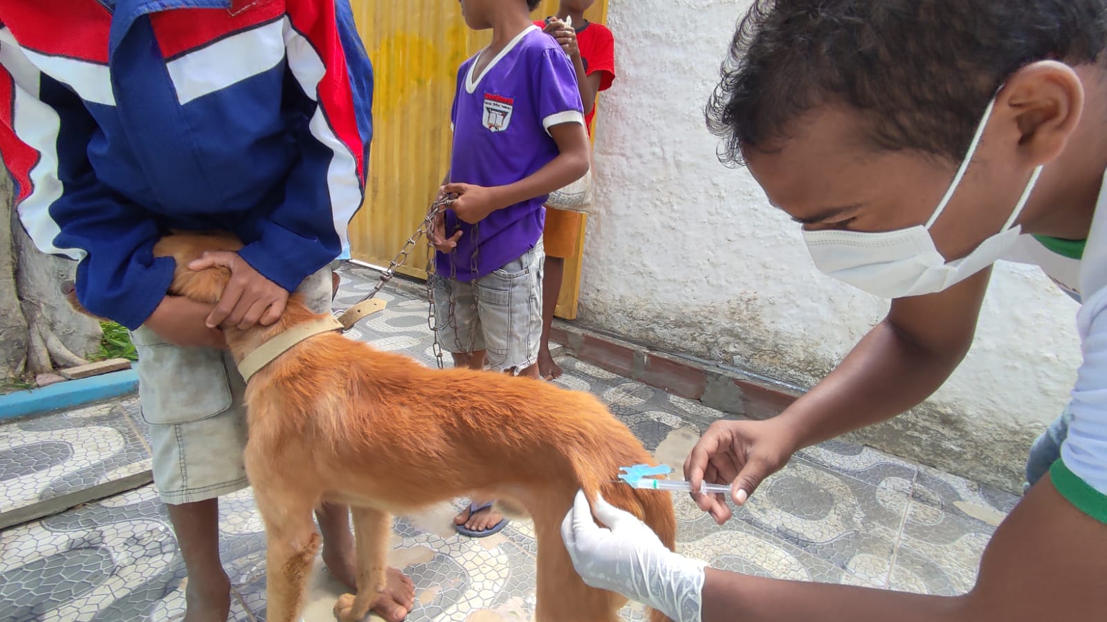 Dia D de Vacinação Antirrábica em Itambé garantiu a imunização 1.668 animais