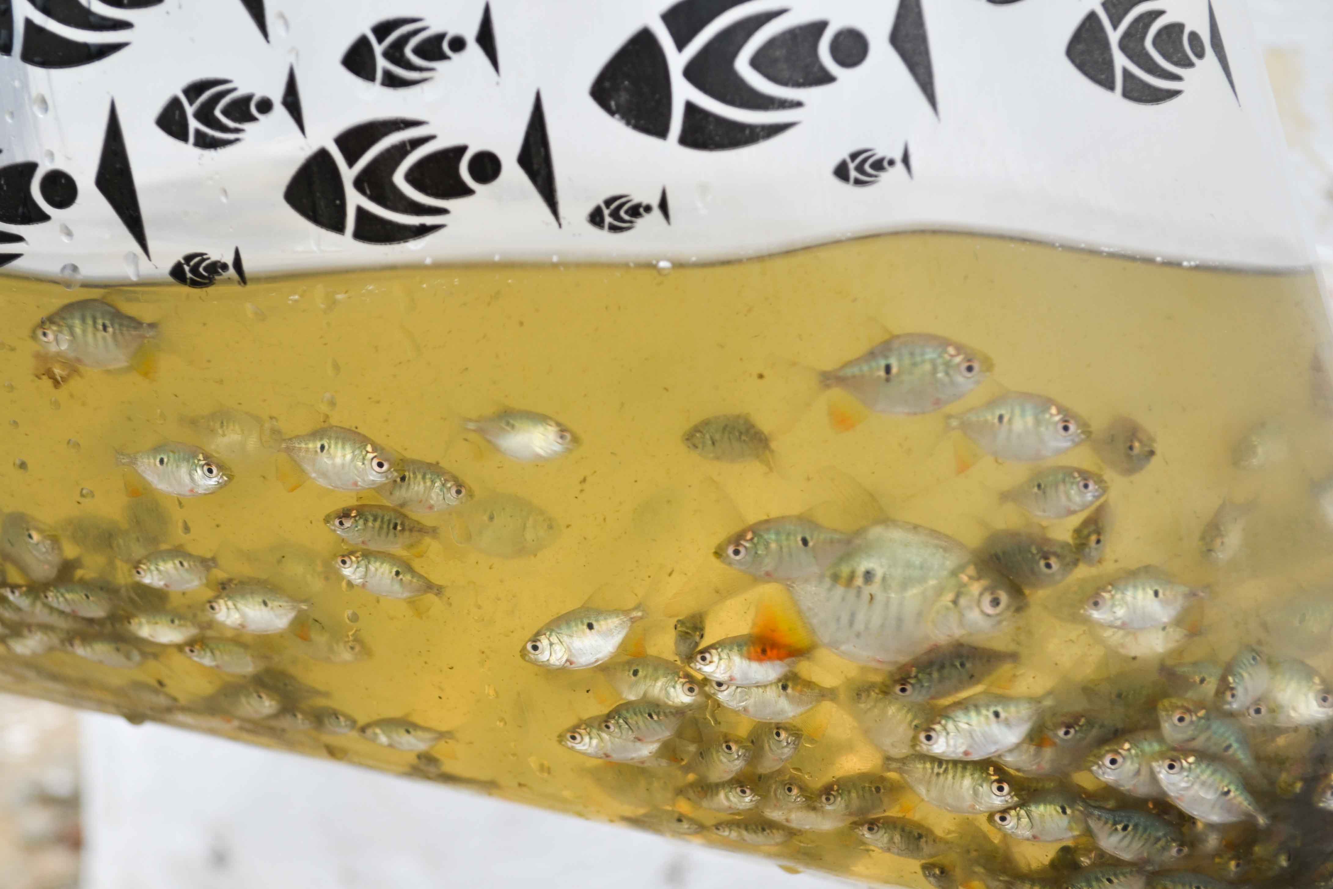 Município de Itambé é contemplado com 30 mil alevinos do Programa Bahia Pesca